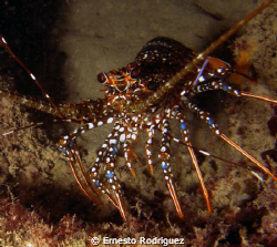 Lobster 
night dive at Escambron Beach, CANON G9 built-i... by Ernesto Rodriguez 